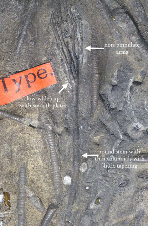 MCZ 106416: Holotype, 48mm long