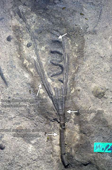 MCZ 106418: Holotype, 73mm long
