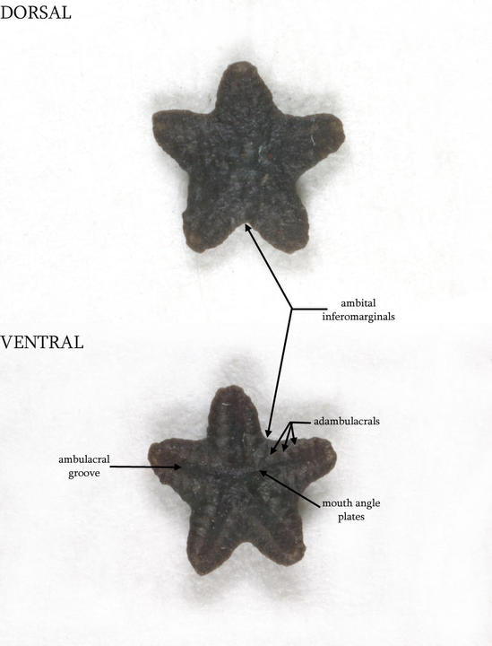 MCZ 108066: Hypotype, 3mm wide