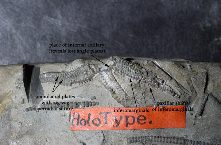MCZ 108087: Holotype, 37mm wide