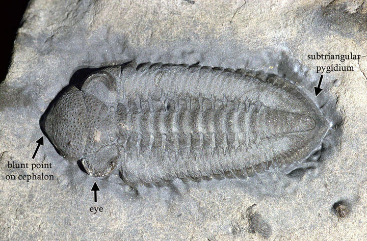 MCZ 110903: Hypotype, 24mm long
