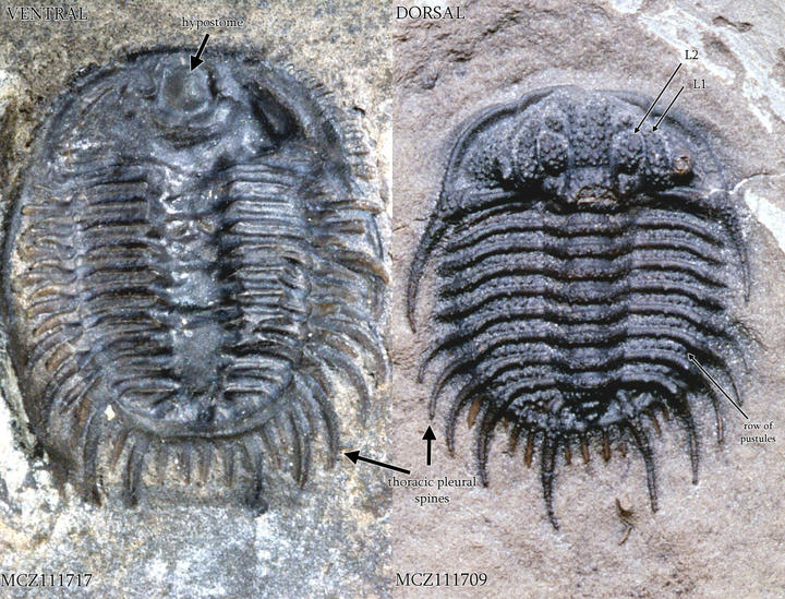 MCZ 111709 and MCZ 111717: Hypotypes, 10.5mm and 12mm long