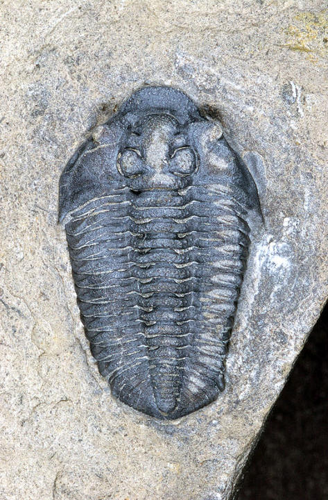 MCZ 111710: Hypotype, 25mm long
