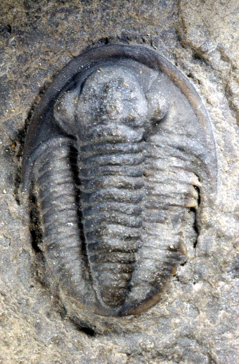 MCZ 111714: Hypotype, 1mm long