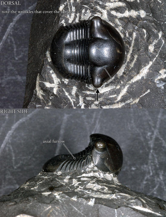MCZ 112861: Hypotype, 20mm long