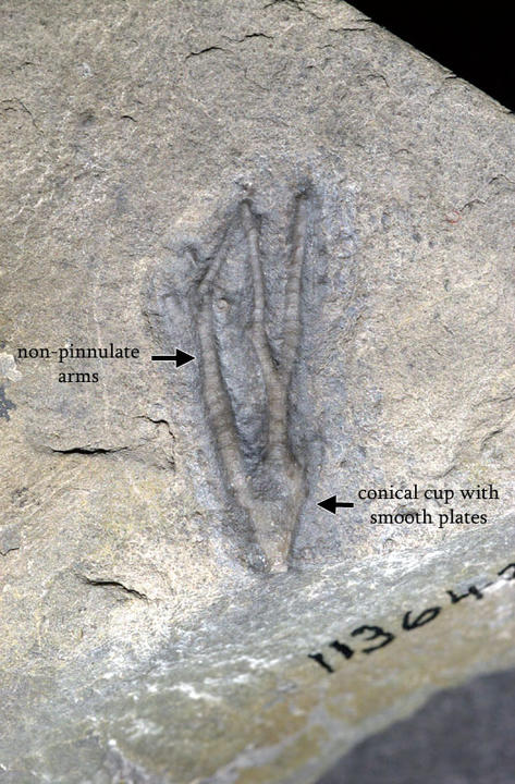 MCZ 113642: 20mm long