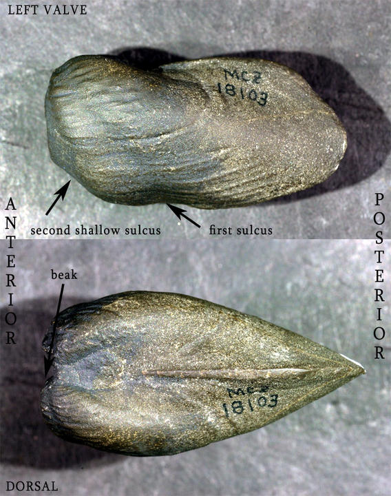MCZ 113853: Hypotype, 44.5mm wide