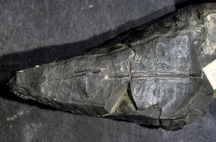 MCZ 114217: Hypotype, 50 mm long