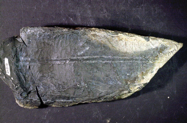 MCZ 114218: Hypotype, 240mm long