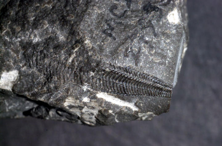 MCZ 114219: Holotype, 22mm long