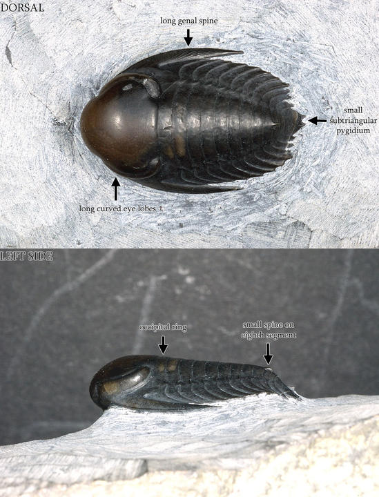 MCZ 115910: Hypotype, 25.5mm long