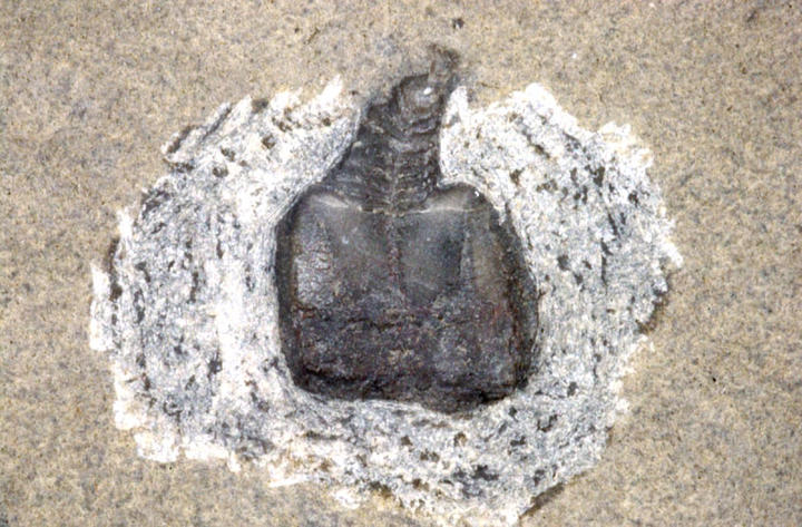 MCZ 128266: 8mm long