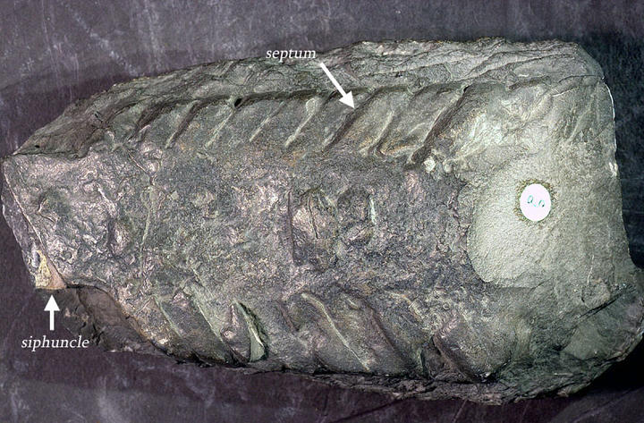 MCZ 128593: 122mm long