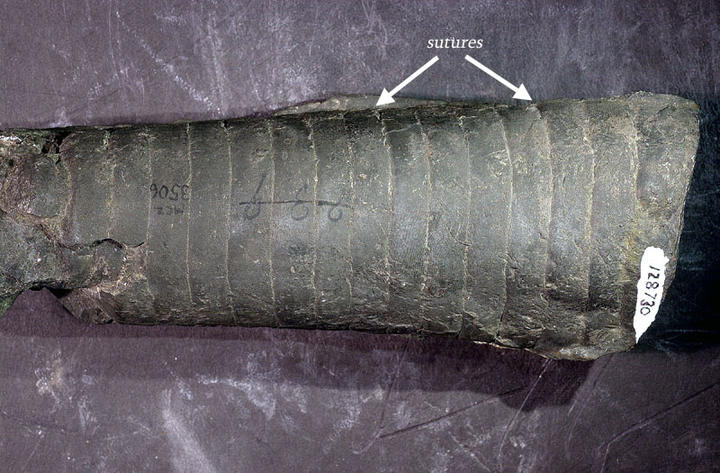 MCZ 128730: 151mm long