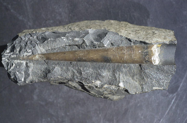 MCZ 129258: 91mm long