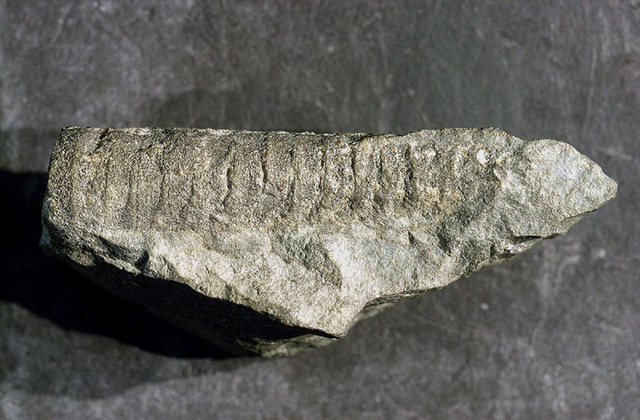 MCZ 129897: 46mm long