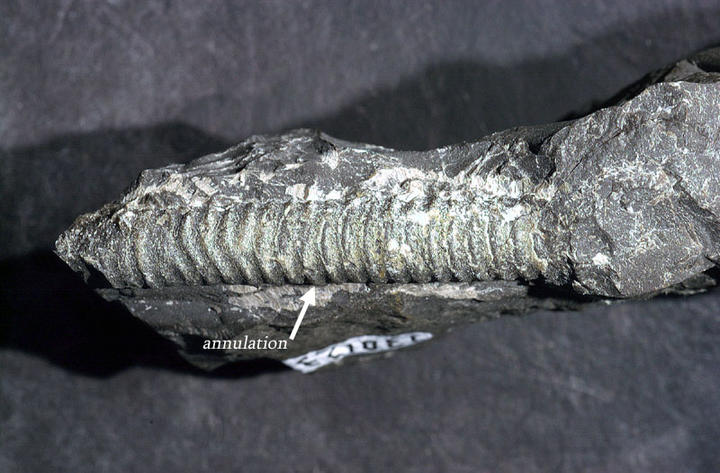 MCZ 130123: 38.5mm long