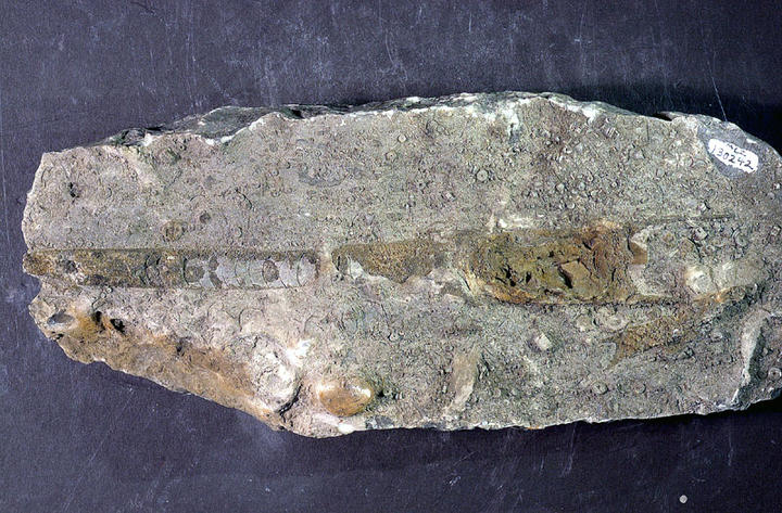 MCZ 130240: 206mm long