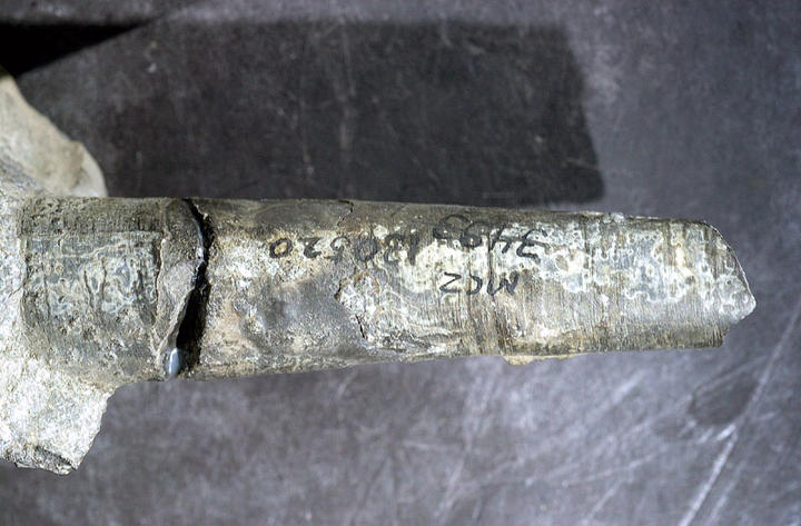MCZ 130520: 73.5mm long