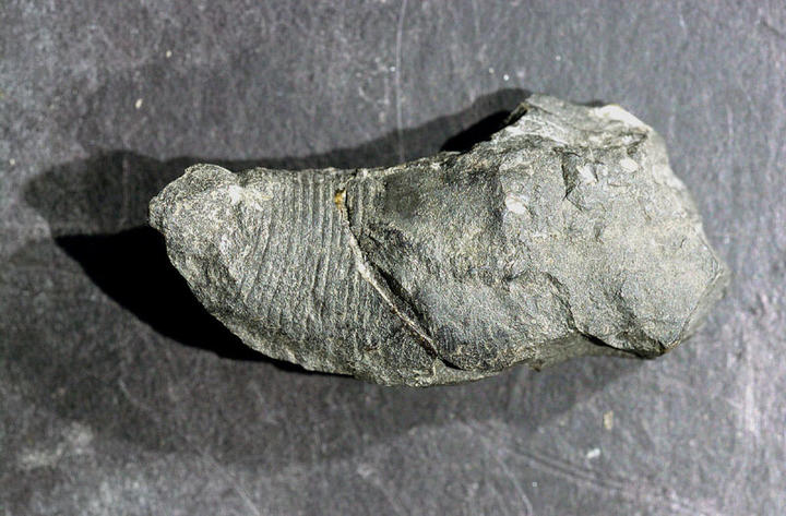MCZ 132764: 26mm long