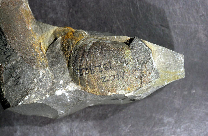 MCZ 132822: 30mm long