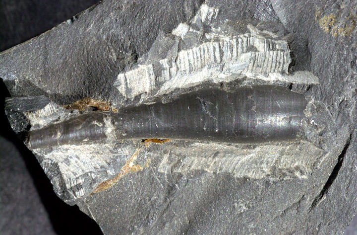 MCZ 134023: 36.5mm long