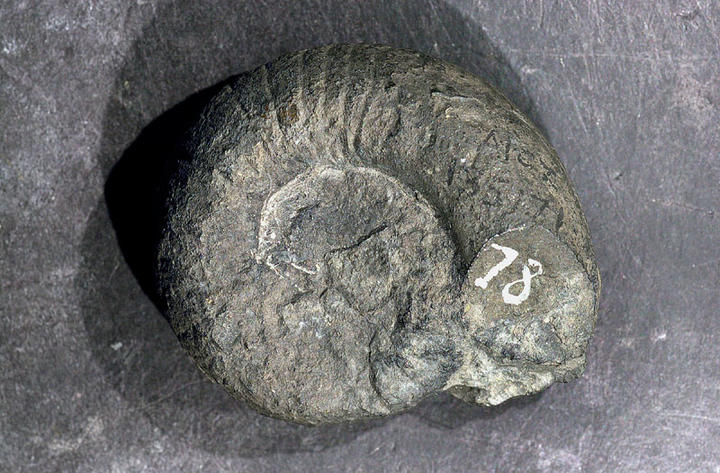 MCZ 135171: 38mm wide