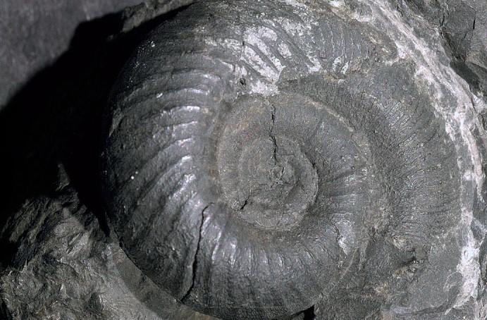 monoplacophora
