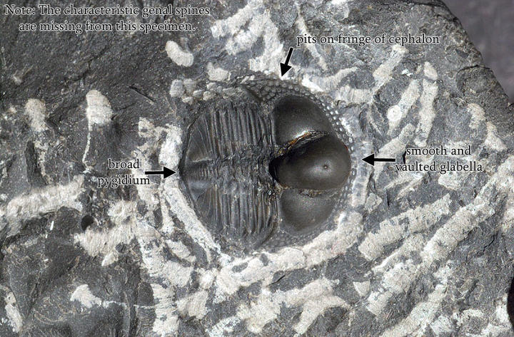MCZ 143757: Hypotype, 16mm long