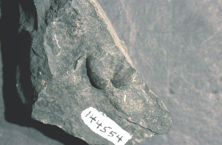 MCZ 144554: 8mm wide