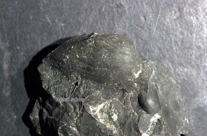 MCZ 144658: 22.5mm wide