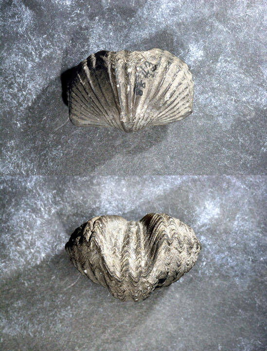 MCZ 144883: Hypotype, 17mm wide