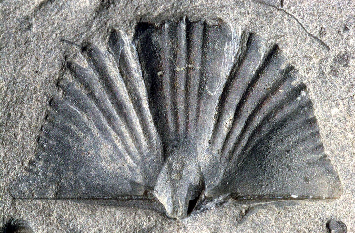 MCZ 144884: Hypotype, 20mm wide