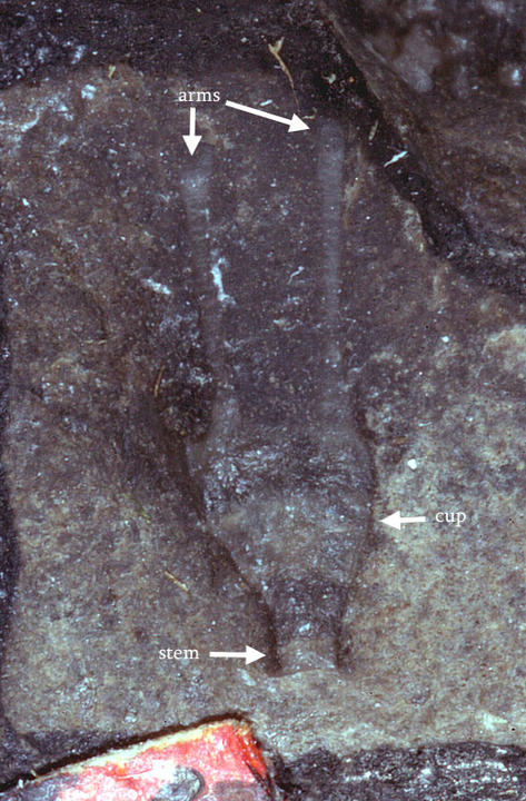MCZ 144889: Holotype, 7mm long