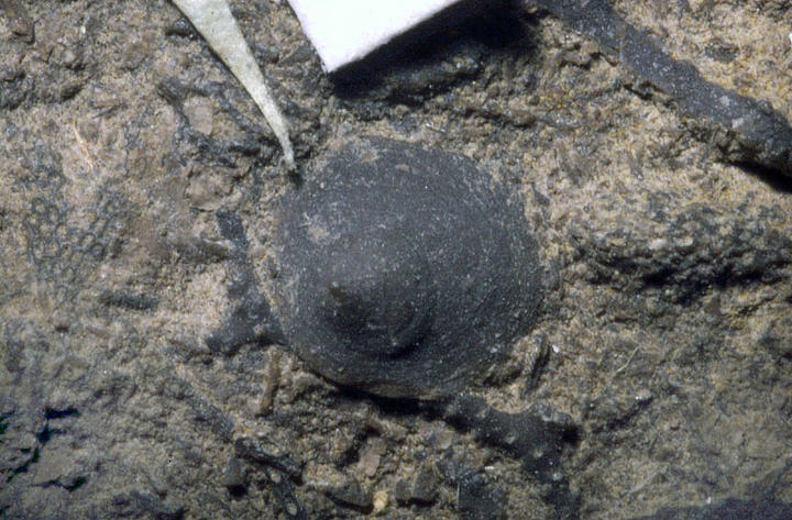 MCZ 145367: 3.5mm wide