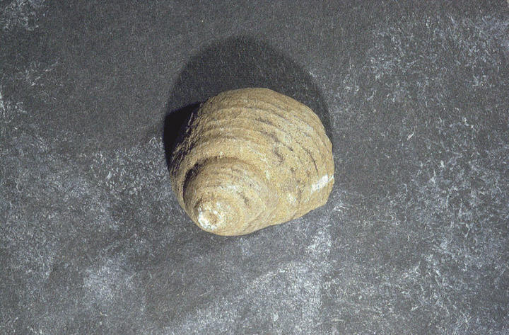 MCZ 145375: 10mm wide