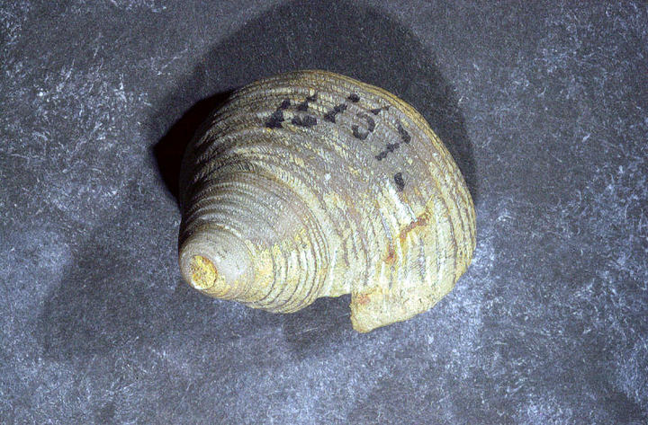 MCZ 145375: 10mm wide