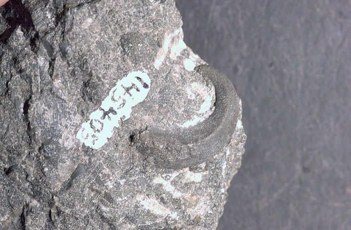 MCZ 145405: 15.5mm wide