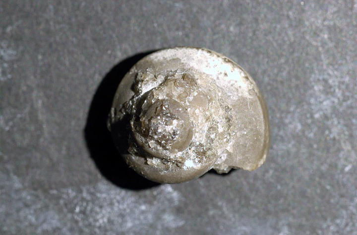 MCZ 145464: 12mm wide