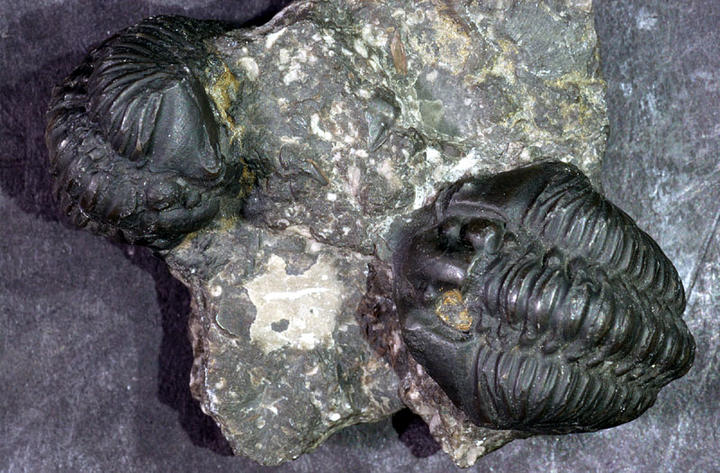 MCZ 111710: Hypotype, 25mm long