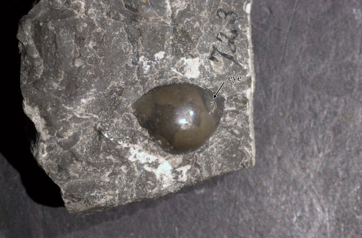 MCZ 145734: 13mm wide
