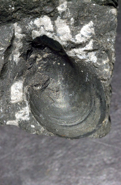 MCZ 145737: 28mm long