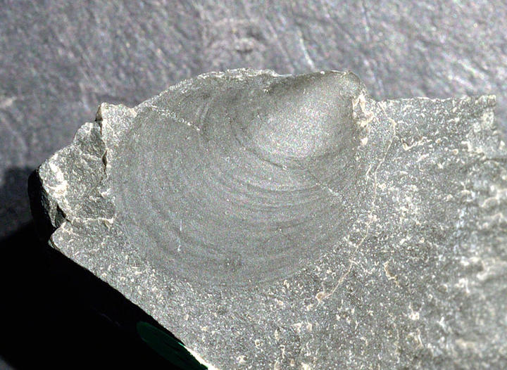 MCZ 145738: 21mm long