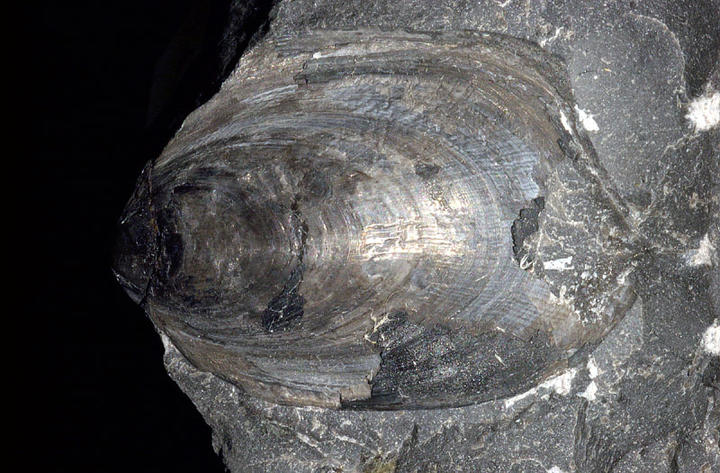 MCZ 145753: 29.5mm long