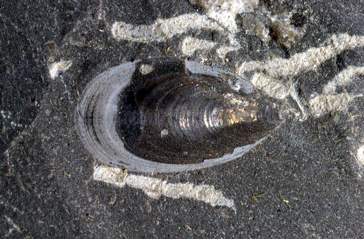 MCZ 145757: 11mm long