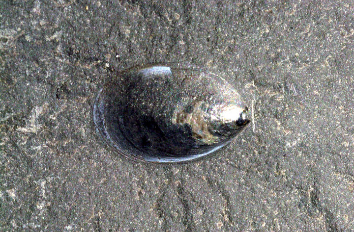 MCZ 145758: 9mm long
