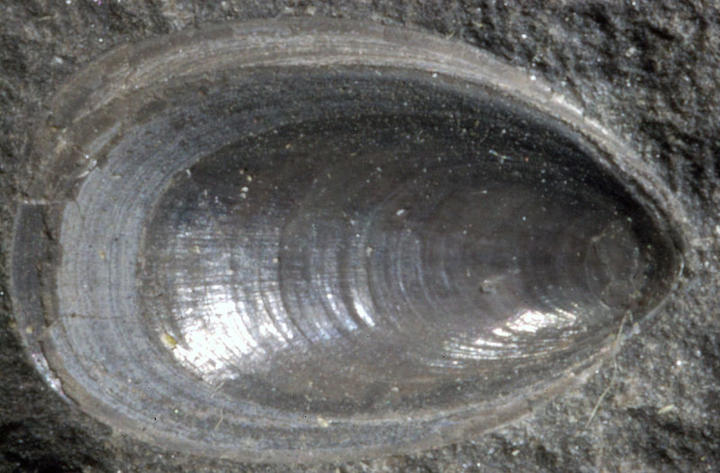 MCZ 145753: 29.5mm long