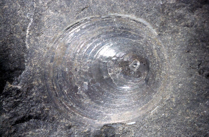 MCZ 145766: 9.5mm wide