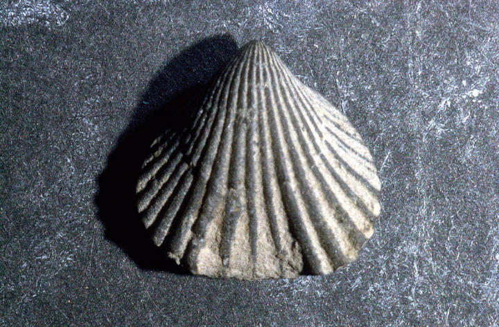 MCZ 145777: 8.5mm long
