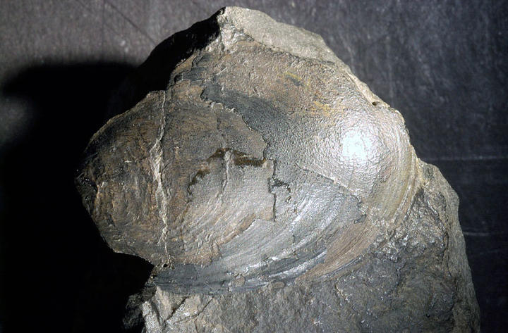 MCZ 145779: 28mm long